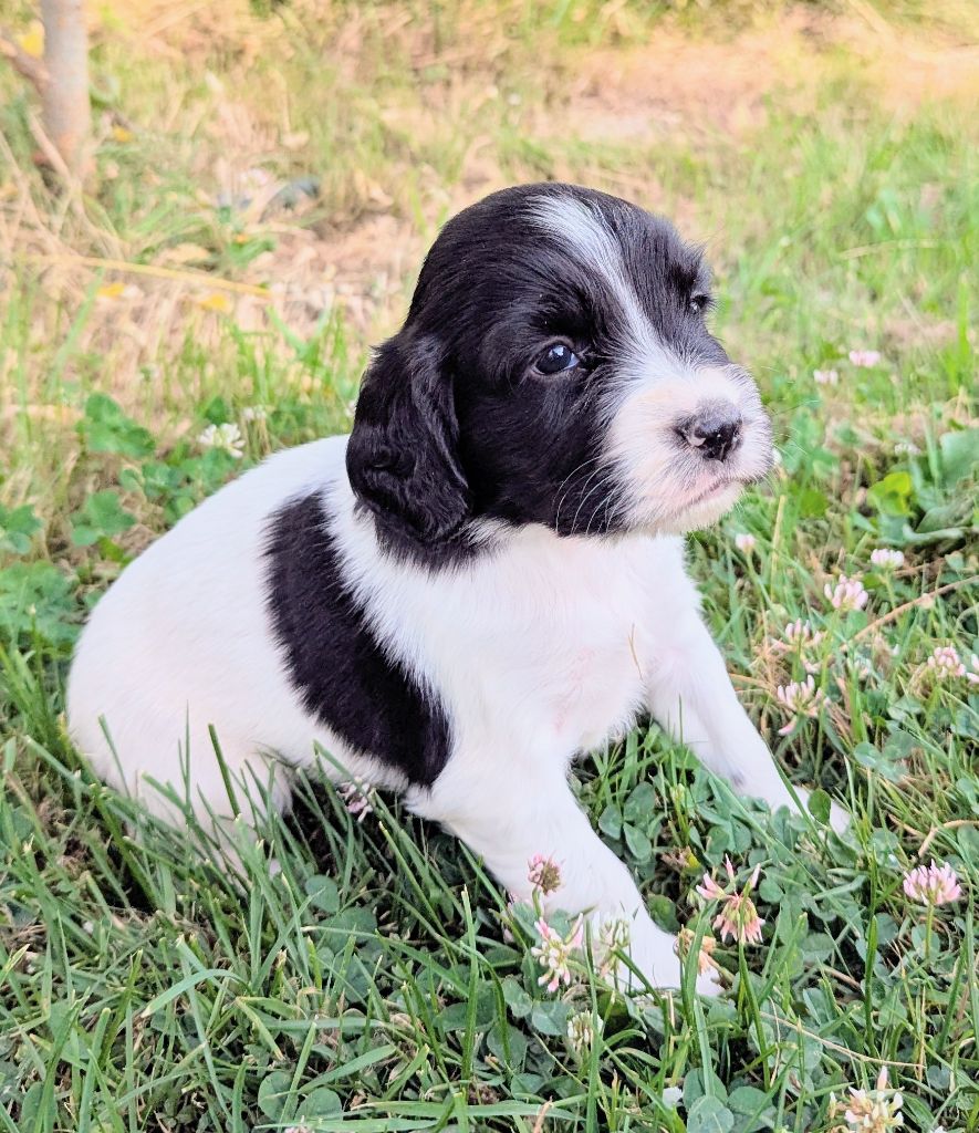 Du Domaine Charlésien - Chiots disponibles - English Springer Spaniel