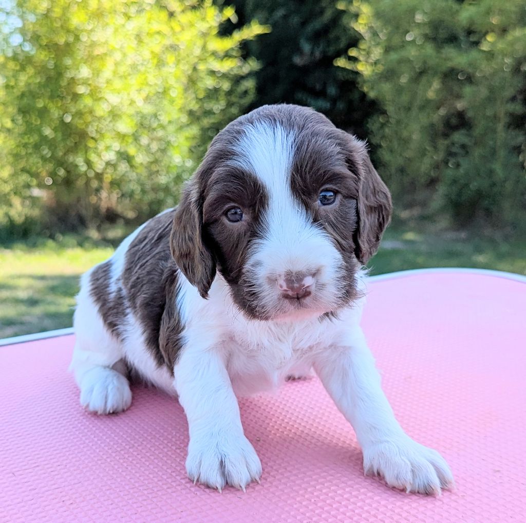Du Domaine Charlésien - Chiots disponibles - English Springer Spaniel