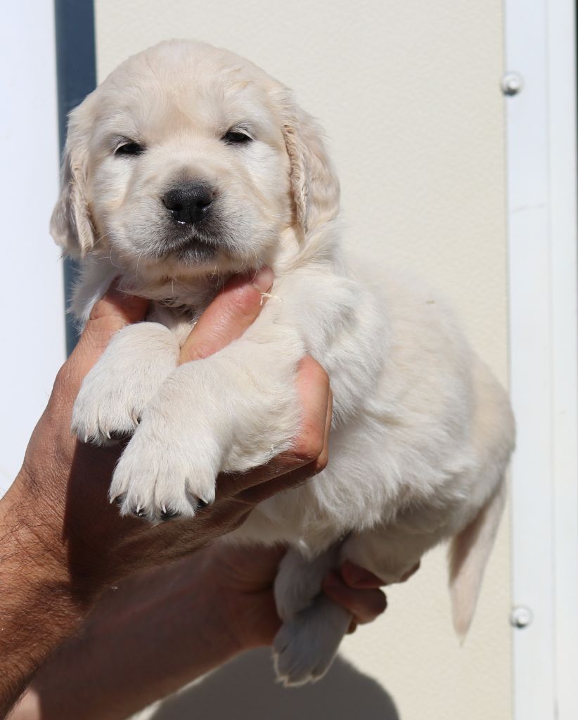 Reine de Saba du Domaine Charlésien 