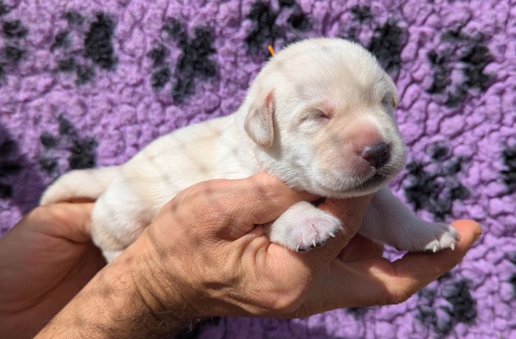 Du Domaine Charlésien - Chiots disponibles - Labrador Retriever