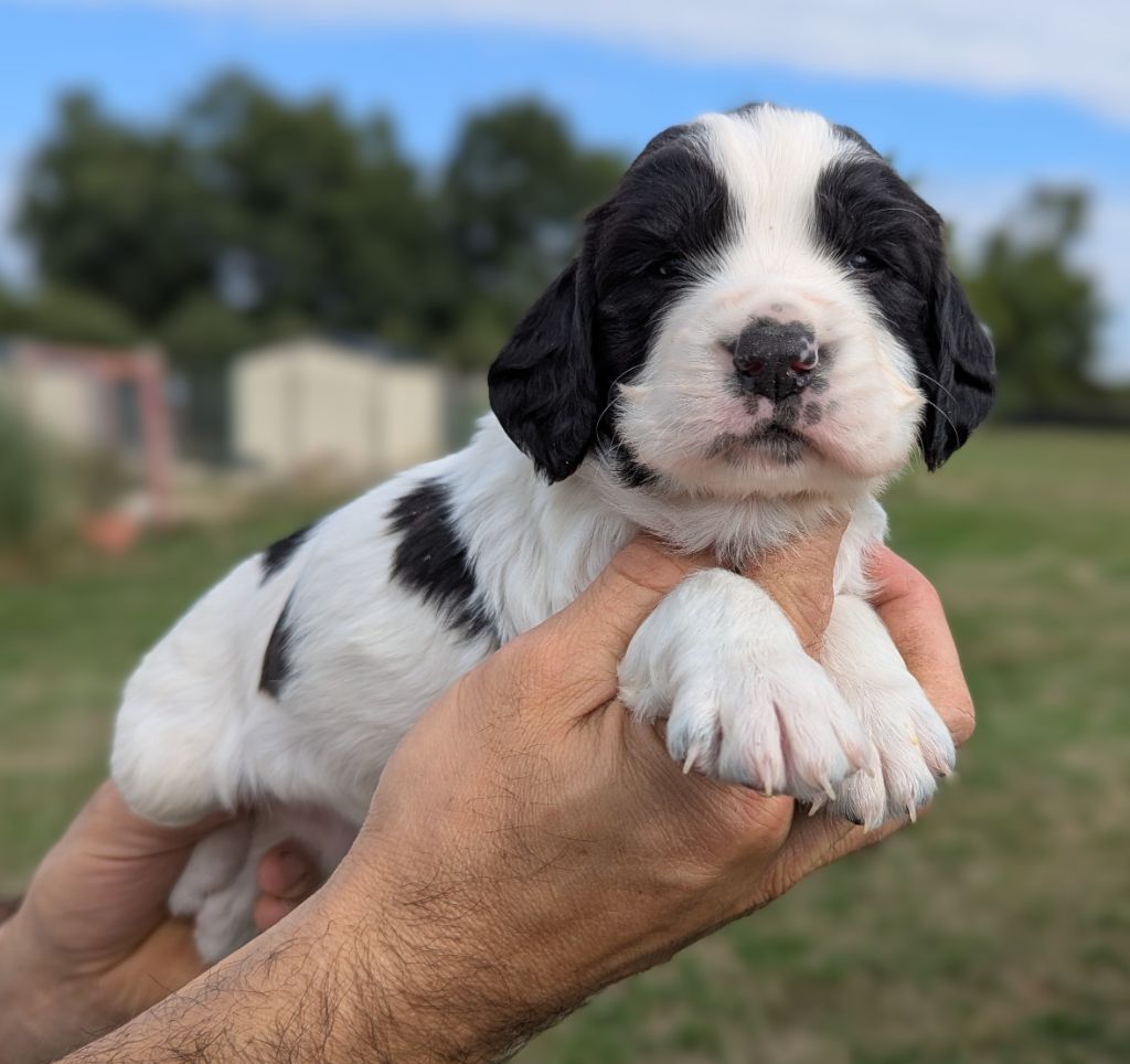 Du Domaine Charlésien - Chiots disponibles - English Springer Spaniel