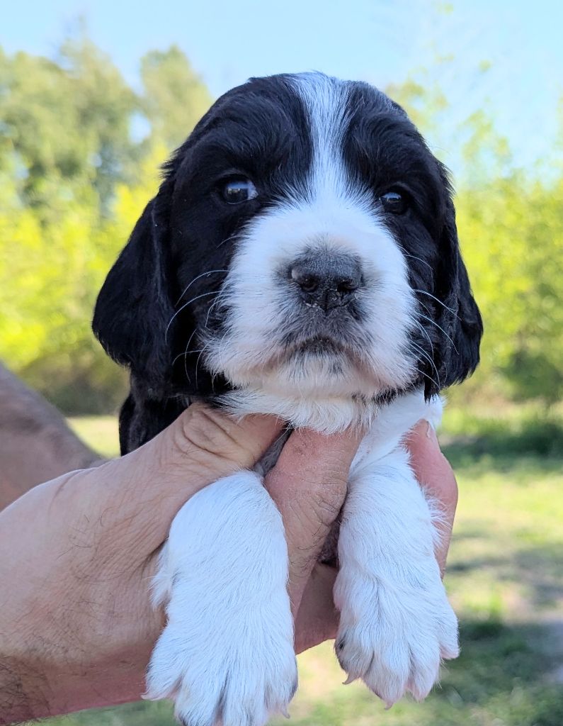 Du Domaine Charlésien - Chiots disponibles - English Springer Spaniel