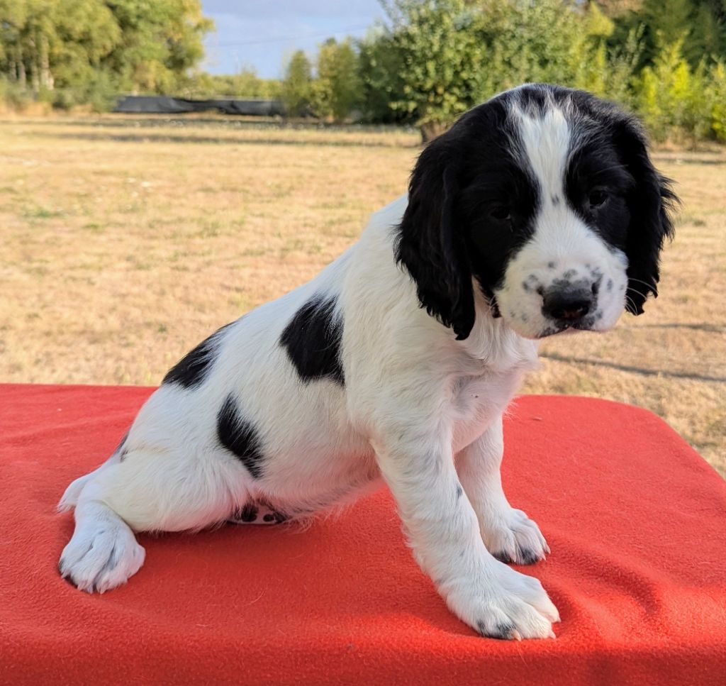 Du Domaine Charlésien - Chiots disponibles - English Springer Spaniel
