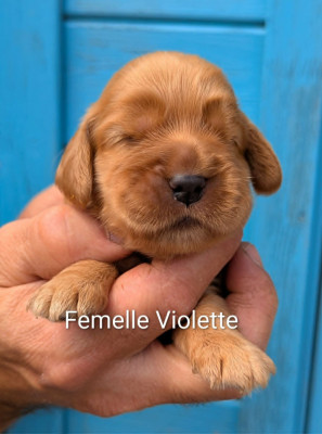 Femelle fauve