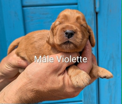 Mâle fauve
