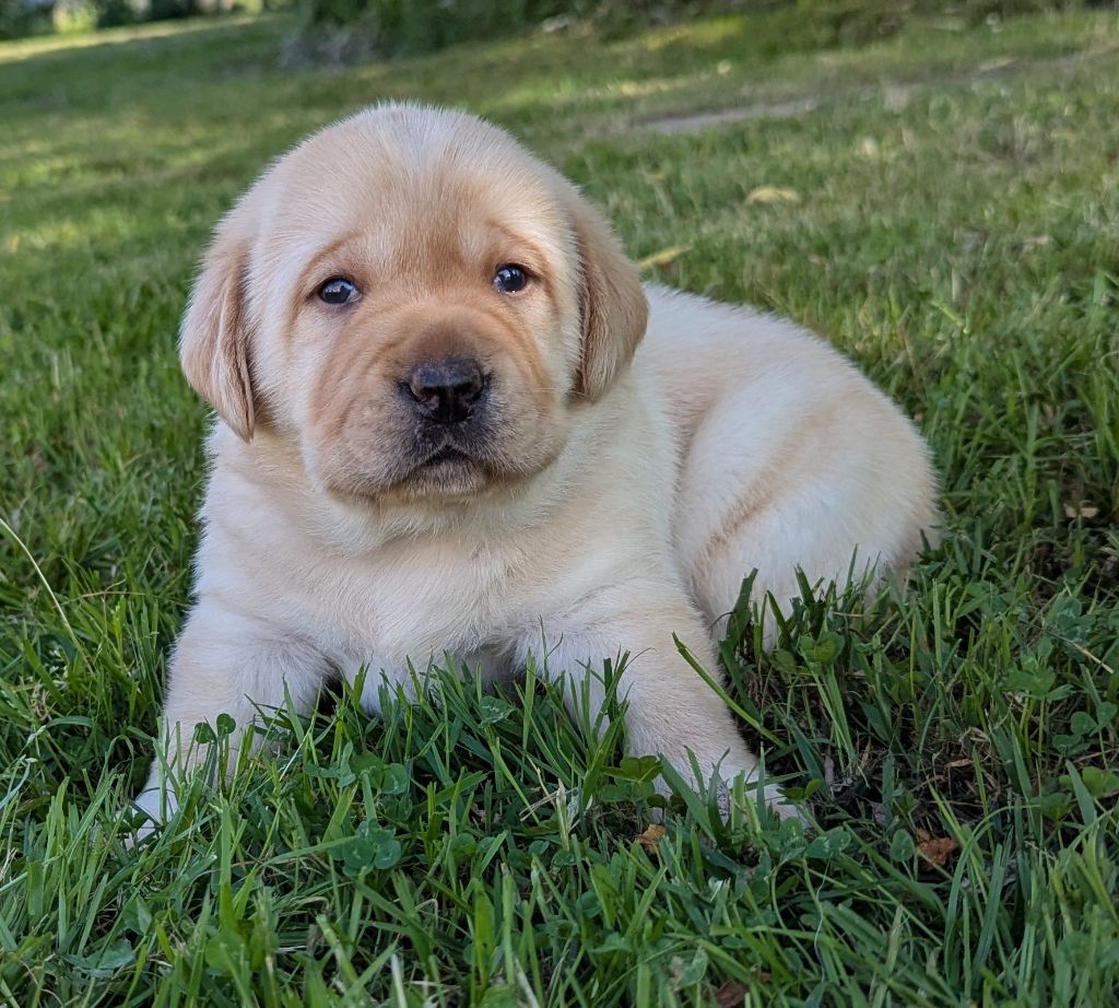 Du Domaine Charlésien - Chiots disponibles - Labrador Retriever