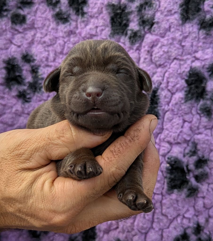 Du Domaine Charlésien - Chiots disponibles - Labrador Retriever
