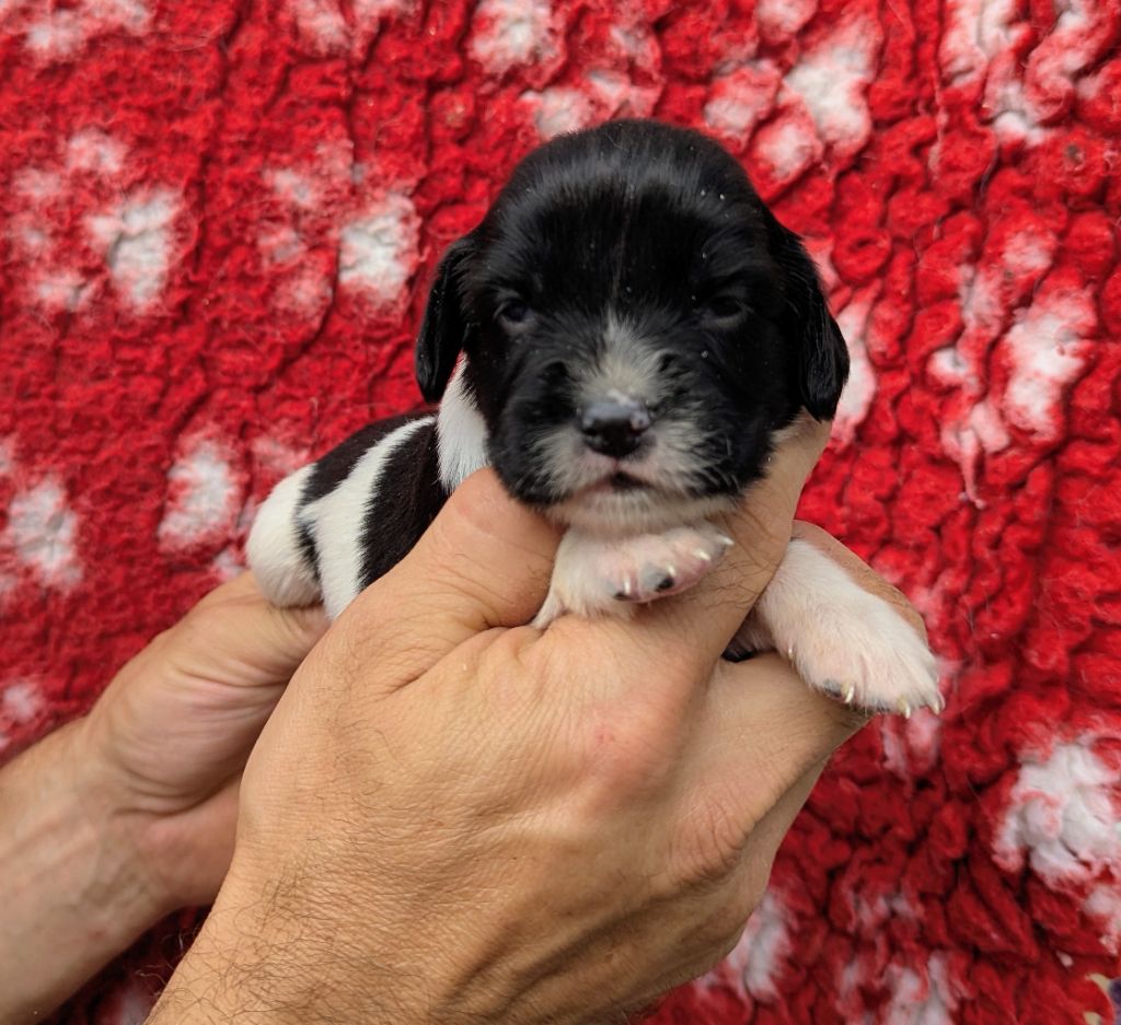 Du Domaine Charlésien - Chiots disponibles - English Springer Spaniel