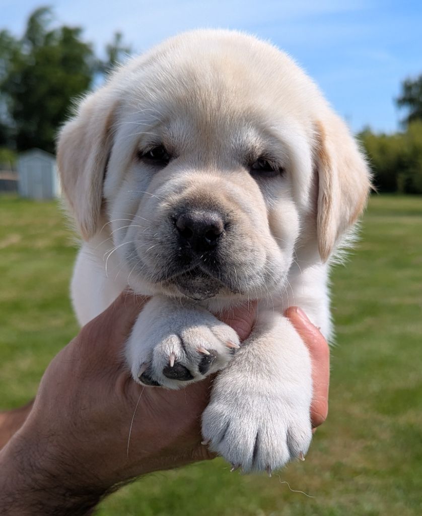 Du Domaine Charlésien - Chiots disponibles - Labrador Retriever