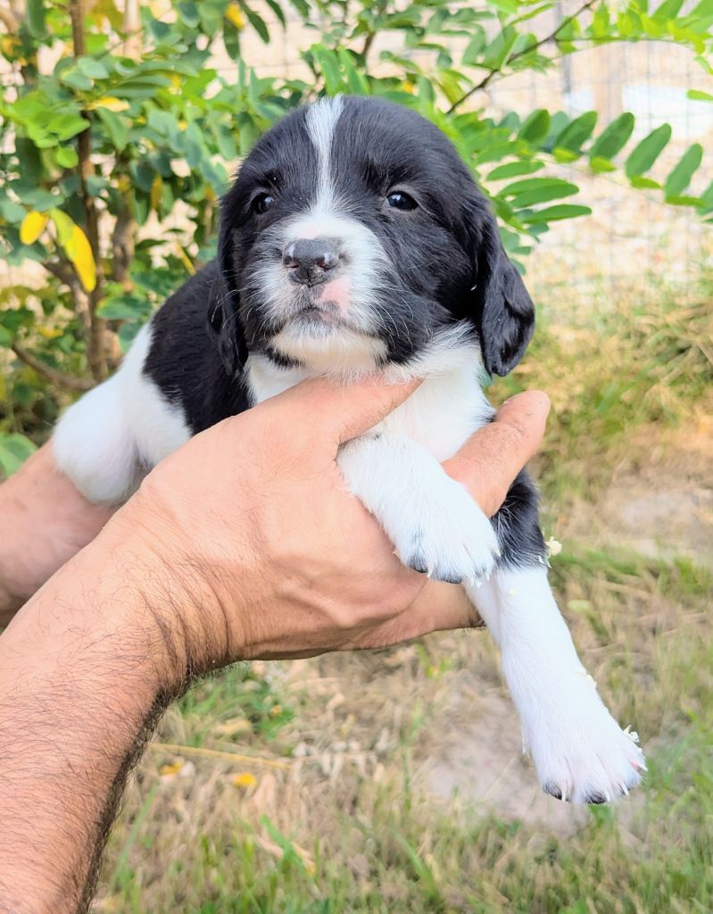 Du Domaine Charlésien - Chiots disponibles - English Springer Spaniel