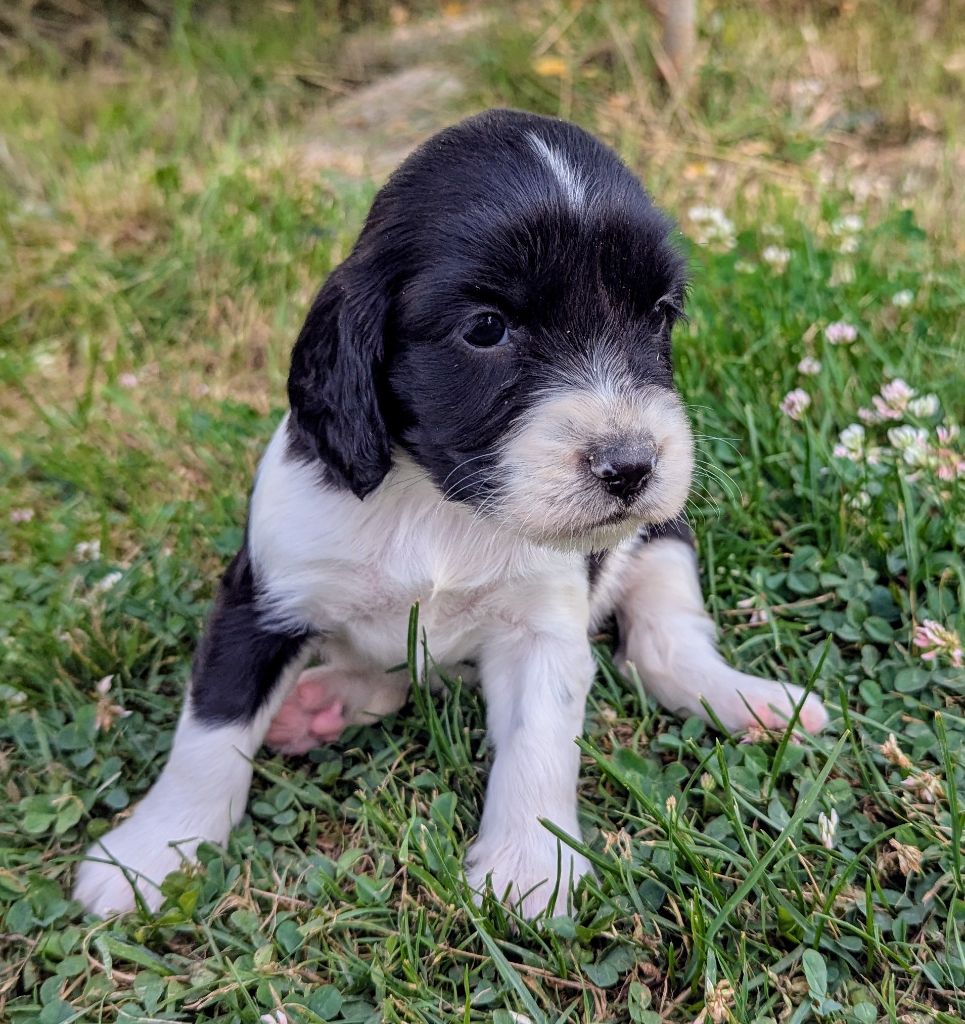 Du Domaine Charlésien - Chiots disponibles - English Springer Spaniel