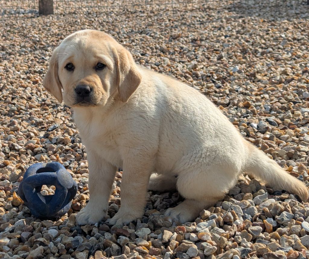 Du Domaine Charlésien - Chiots disponibles - Labrador Retriever