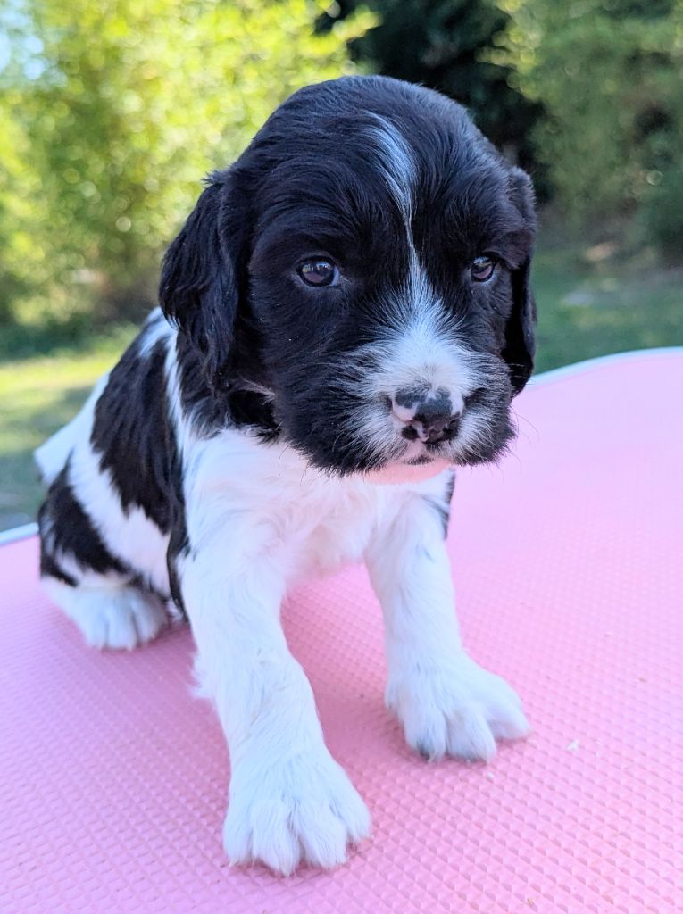 Du Domaine Charlésien - Chiots disponibles - English Springer Spaniel