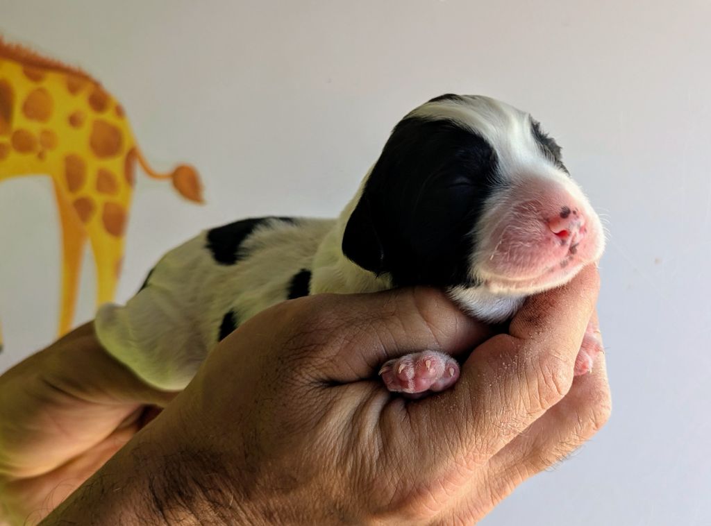 Du Domaine Charlésien - Chiots disponibles - English Springer Spaniel