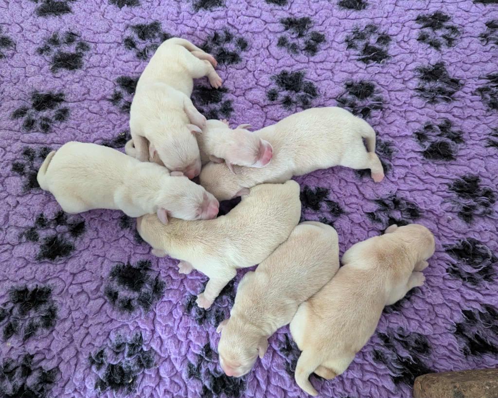 Du Domaine Charlésien - Chiots disponibles - Labrador Retriever