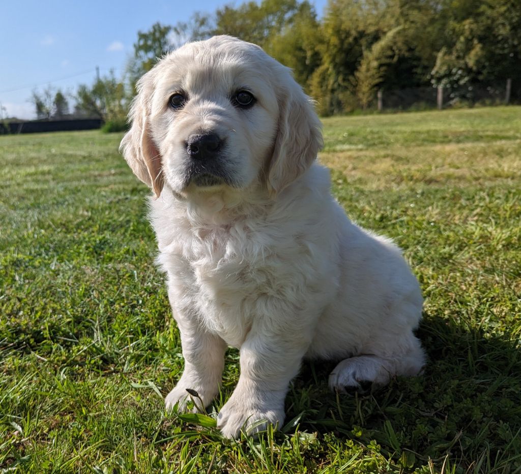 Chiot Golden Retriever Du Domaine Charlésien