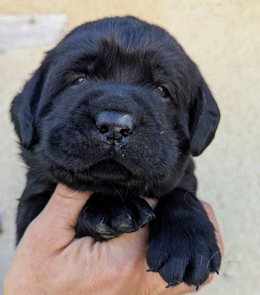Du Domaine Charlésien - Labrador Retriever - Portée née le 11/07/2025