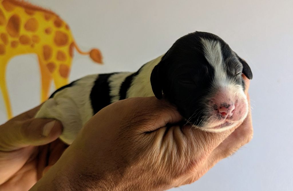 Du Domaine Charlésien - Chiots disponibles - English Springer Spaniel