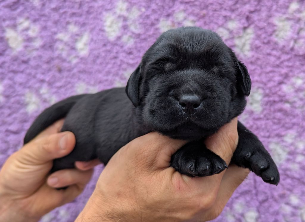 Du Domaine Charlésien - Chiots disponibles - Labrador Retriever