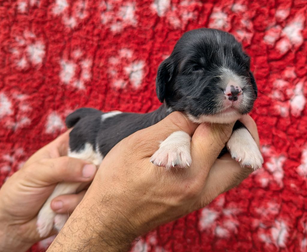 Du Domaine Charlésien - Chiots disponibles - English Springer Spaniel