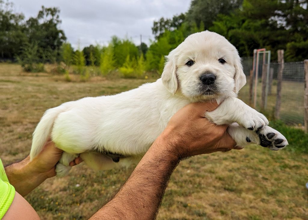 Chiot Golden Retriever Du Domaine Charlésien