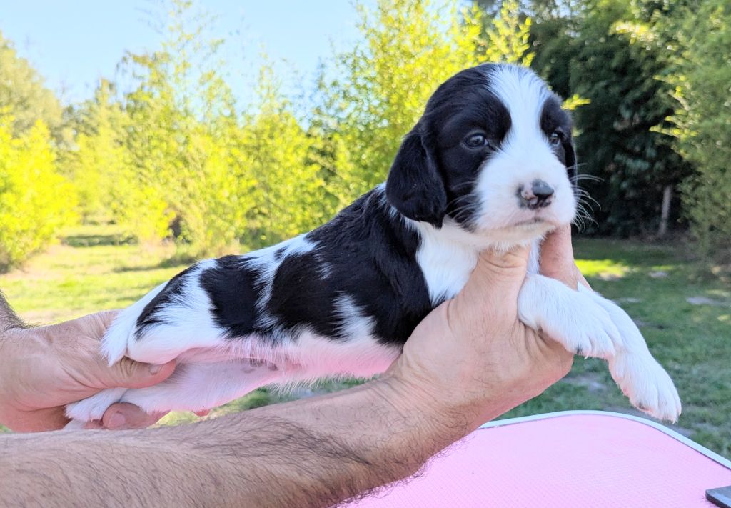 Du Domaine Charlésien - Chiots disponibles - English Springer Spaniel