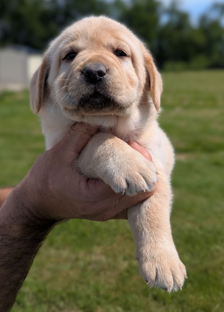 Du Domaine Charlésien - Chiots disponibles - Labrador Retriever