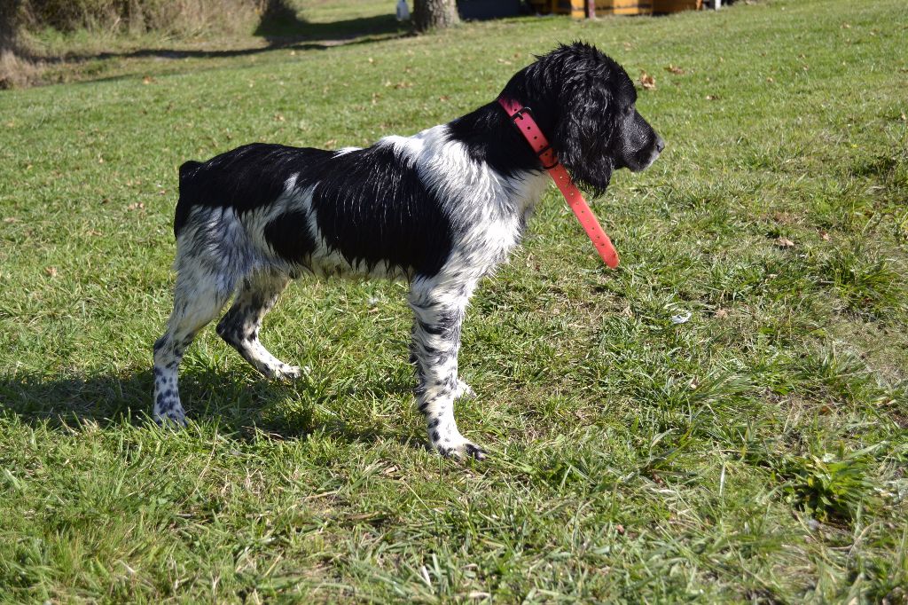 Chiot English Springer Spaniel Du Domaine Charlésien