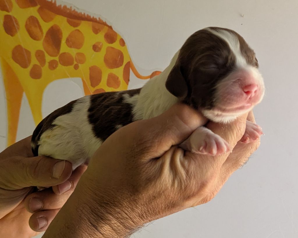 Du Domaine Charlésien - Chiots disponibles - English Springer Spaniel