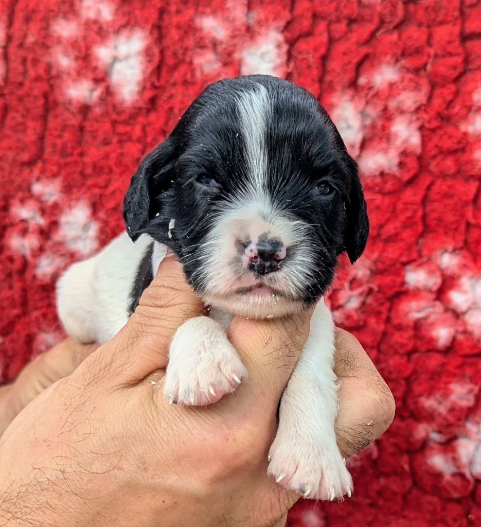 Du Domaine Charlésien - Chiots disponibles - English Springer Spaniel