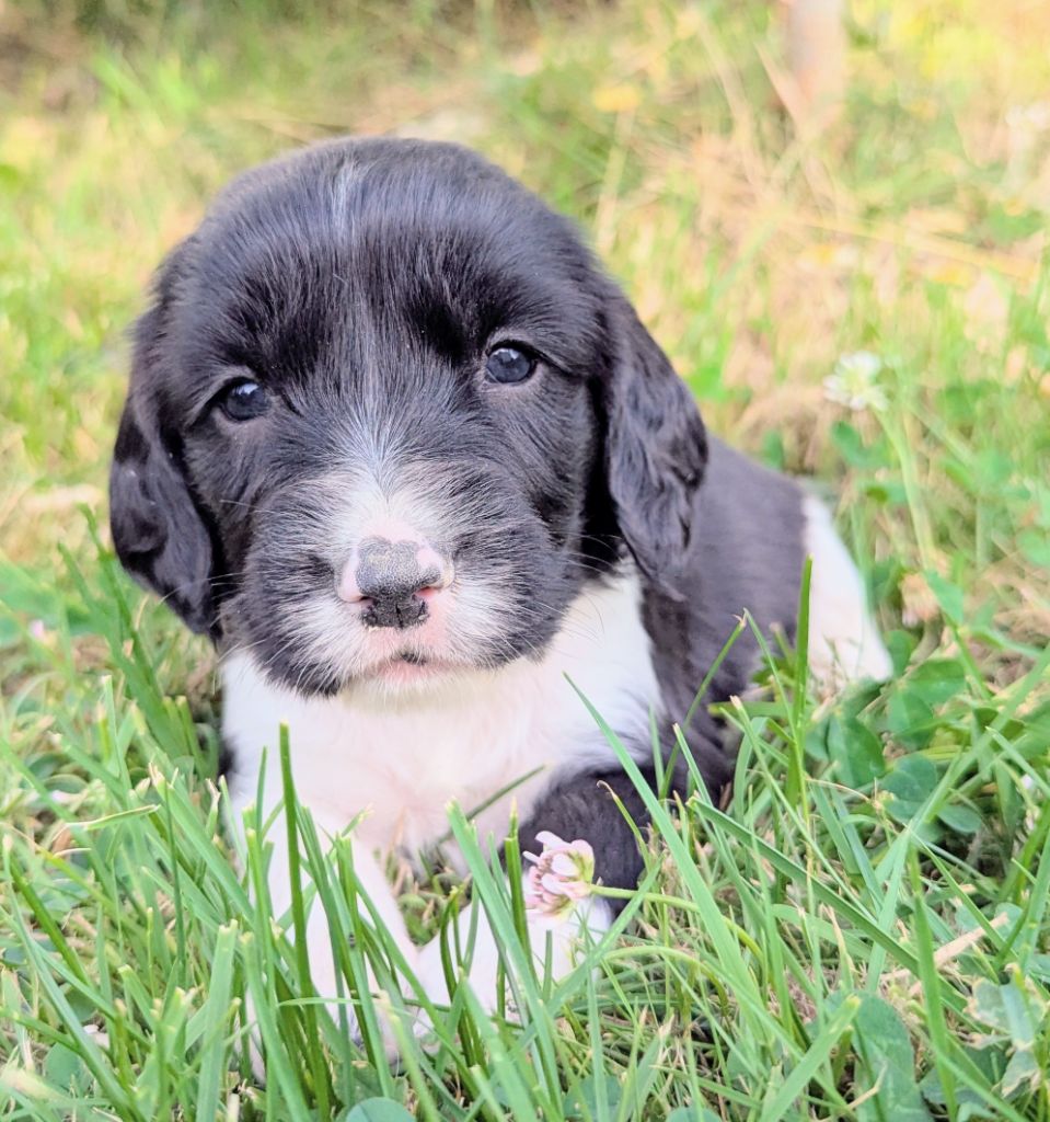Du Domaine Charlésien - Chiots disponibles - English Springer Spaniel