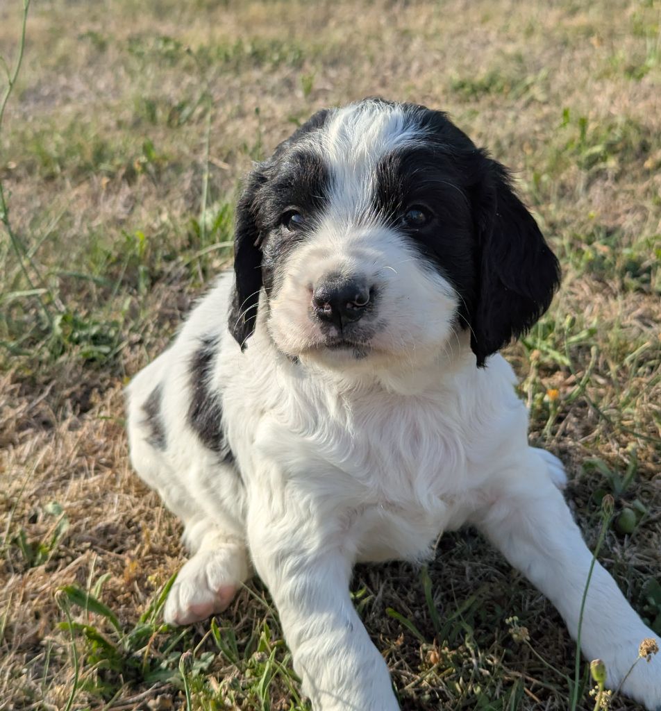 Du Domaine Charlésien - Chiots disponibles - English Springer Spaniel