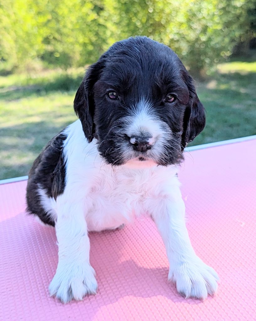 Du Domaine Charlésien - Chiots disponibles - English Springer Spaniel