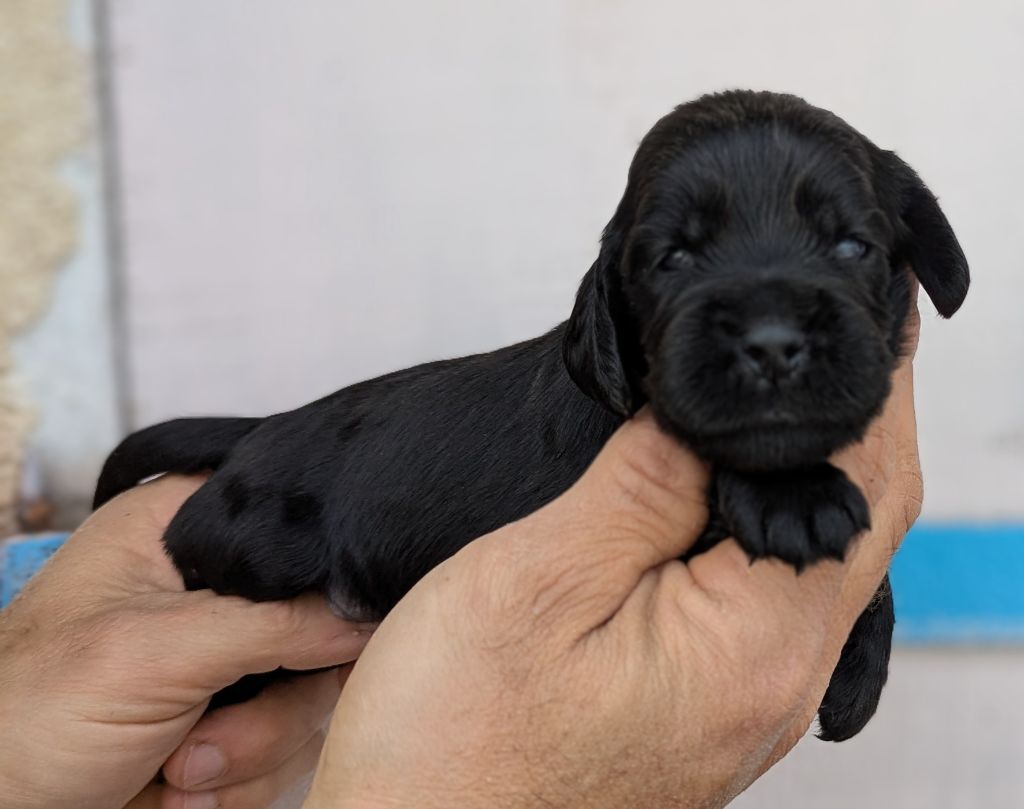 Du Domaine Charlésien - Chiots disponibles - Cocker Spaniel Anglais