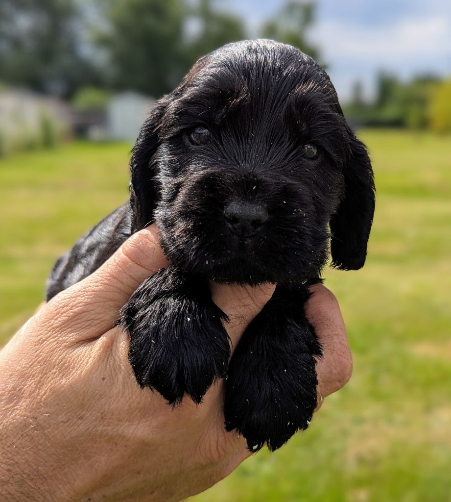 Du Domaine Charlésien - Chiots disponibles - Cocker Spaniel Anglais
