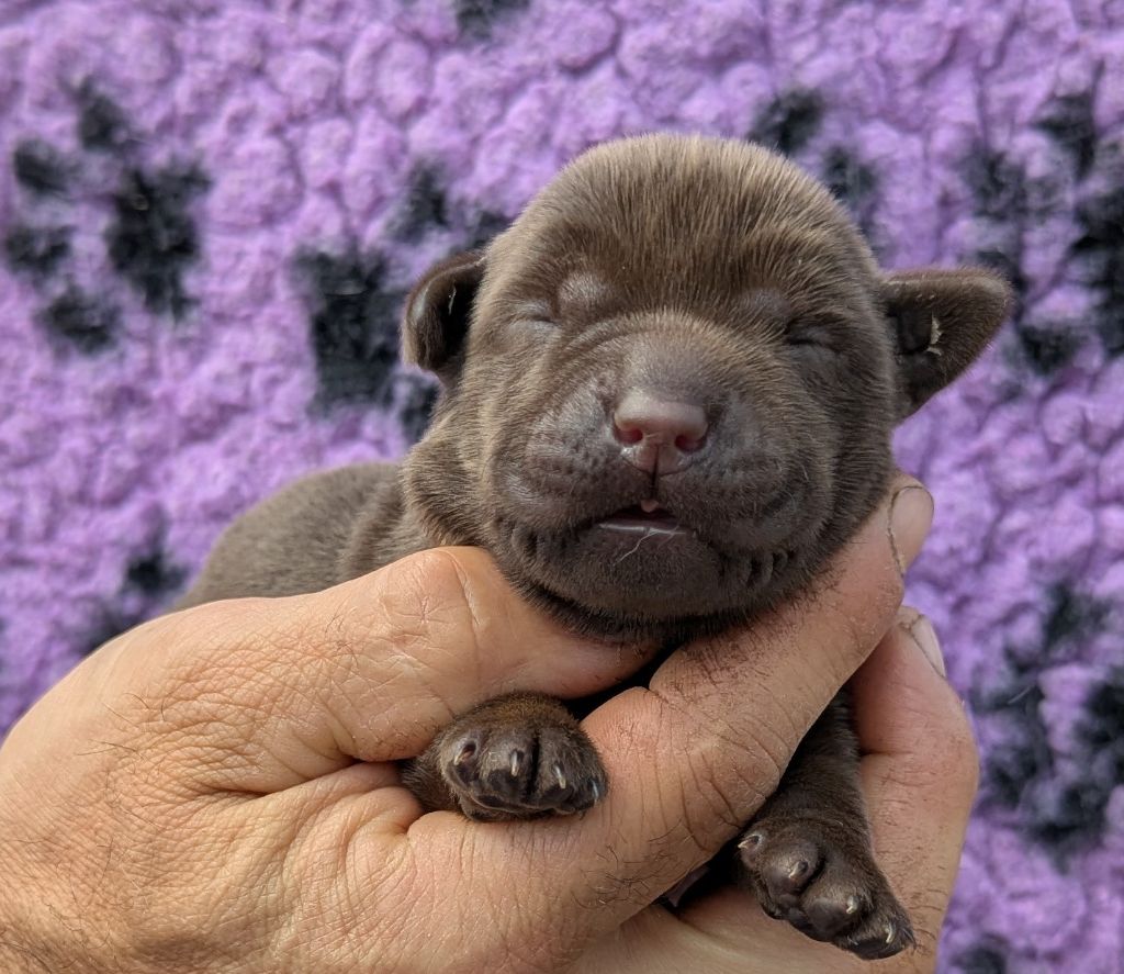 Du Domaine Charlésien - Chiots disponibles - Labrador Retriever