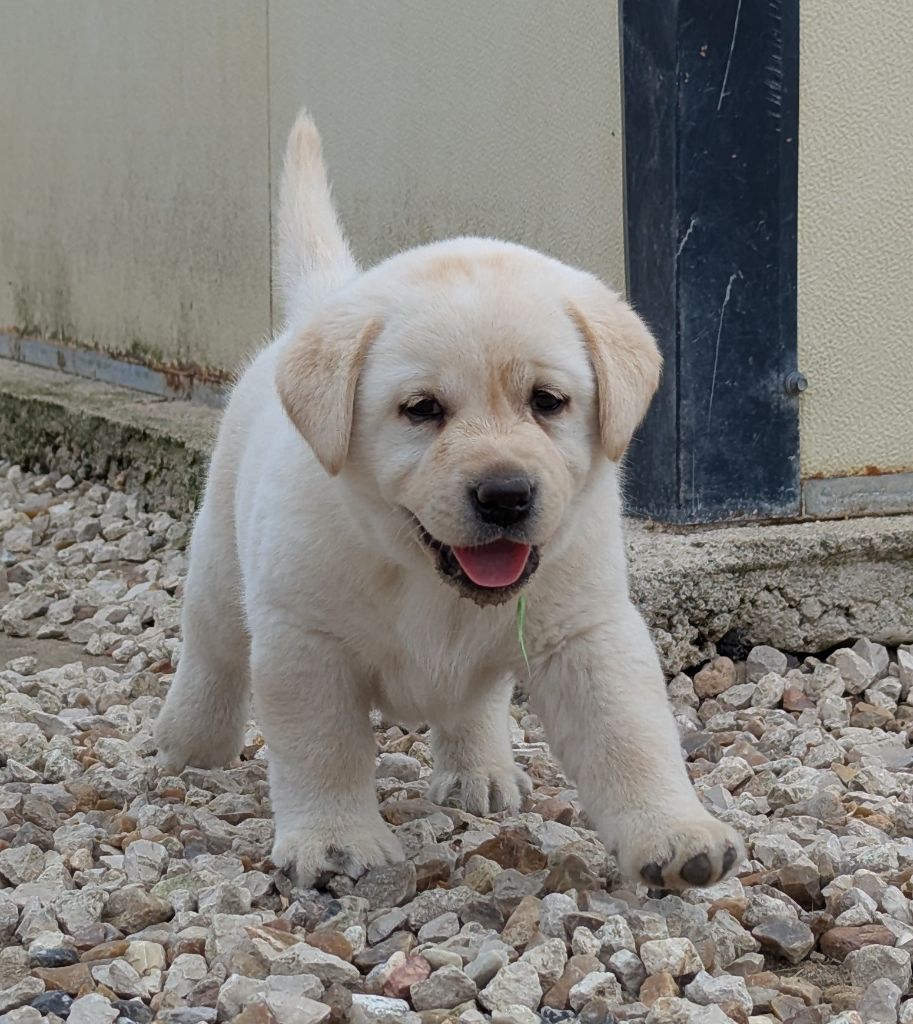Du Domaine Charlésien - Chiots disponibles - Labrador Retriever