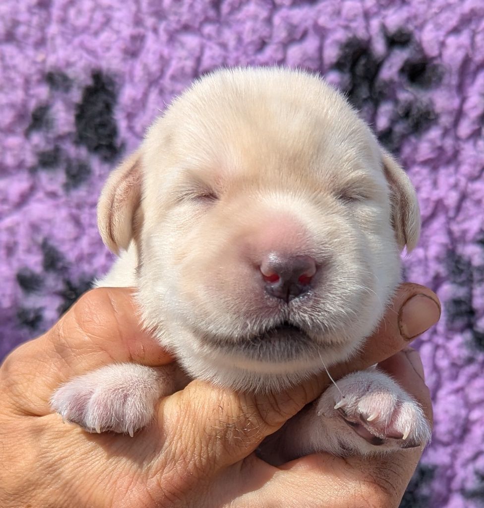 Du Domaine Charlésien - Chiots disponibles - Labrador Retriever