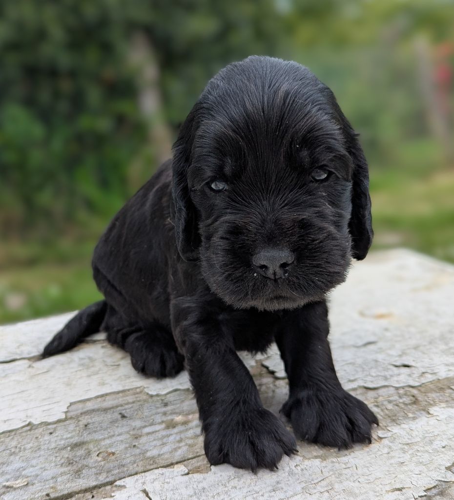 Du Domaine Charlésien - Chiots disponibles - Cocker Spaniel Anglais