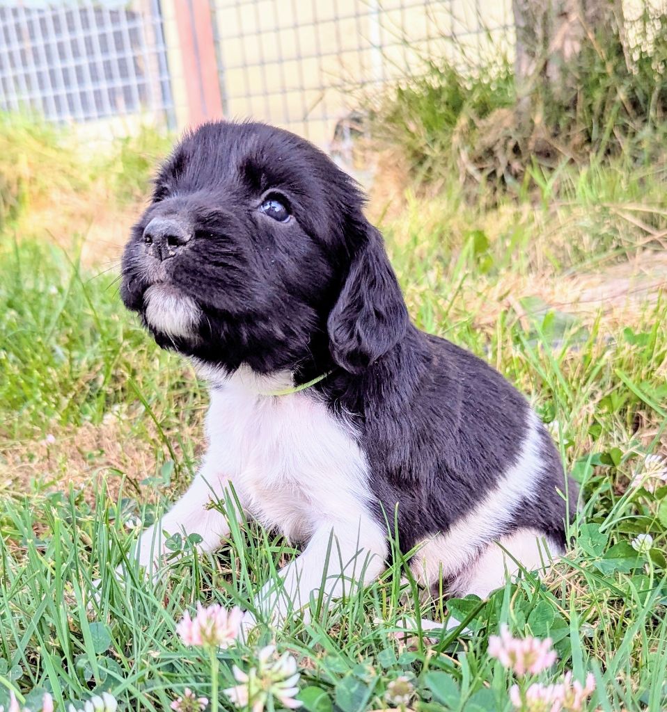 Du Domaine Charlésien - Chiots disponibles - English Springer Spaniel