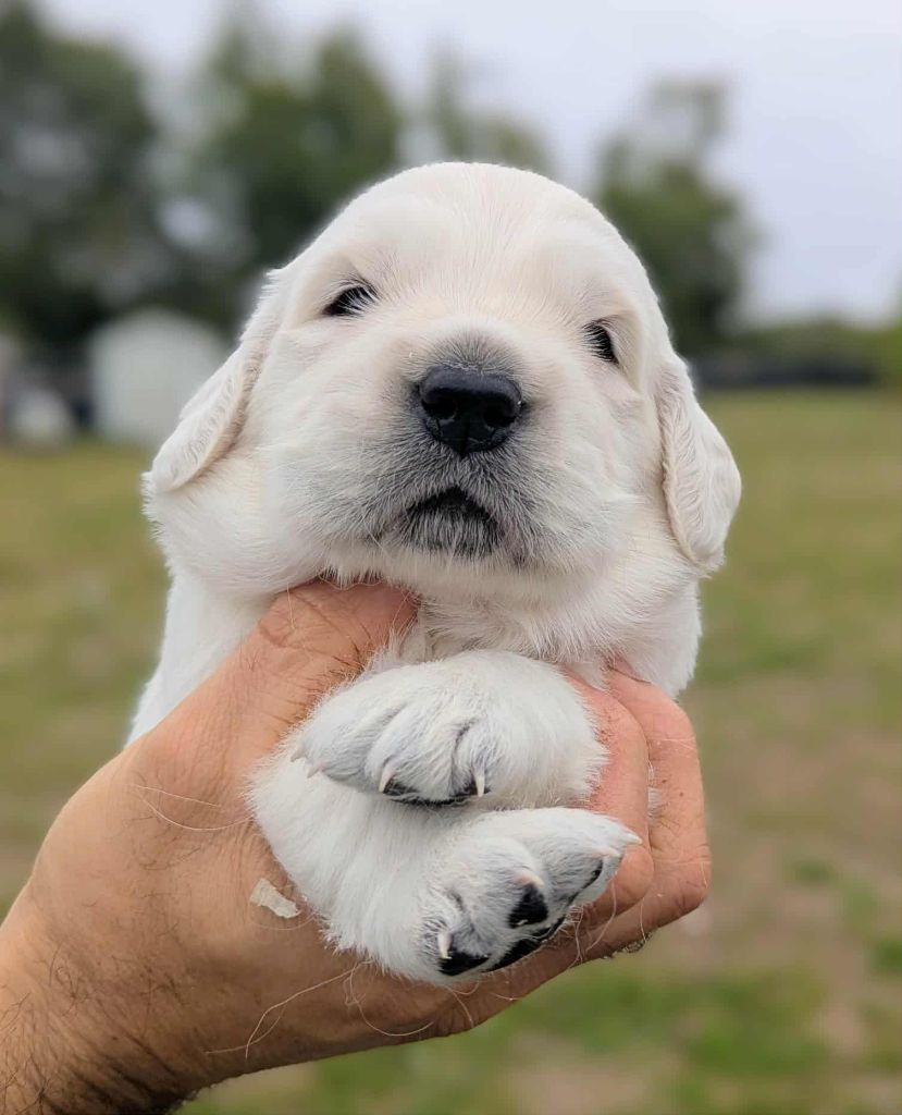 Du Domaine Charlésien - Chiots disponibles - Golden Retriever