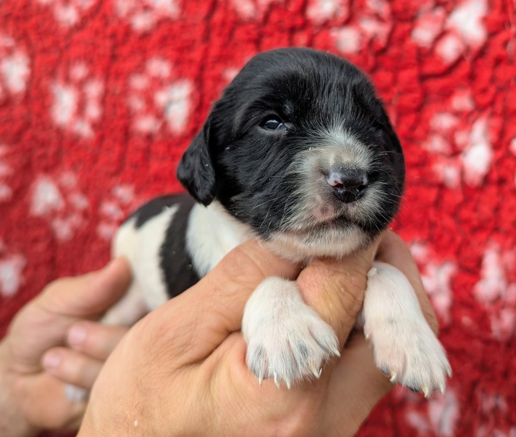 Du Domaine Charlésien - Chiots disponibles - English Springer Spaniel