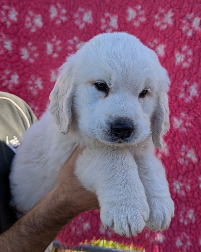 Du Domaine Charlésien - Golden Retriever - Portée née le 19/08/2025