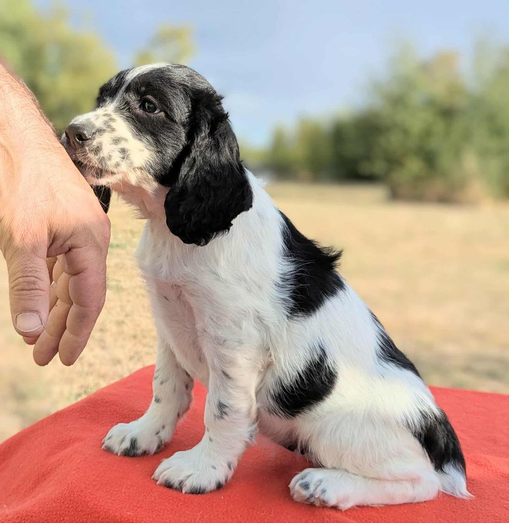 Du Domaine Charlésien - Chiots disponibles - English Springer Spaniel