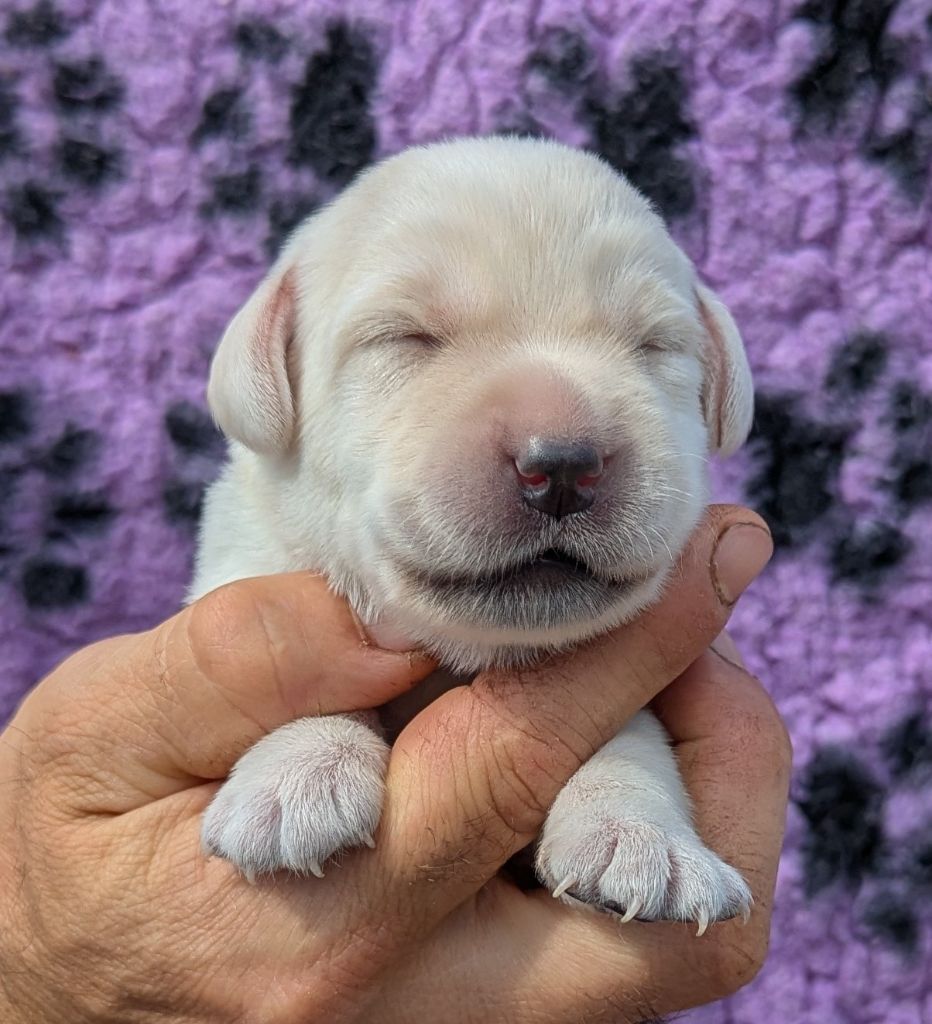 Du Domaine Charlésien - Chiots disponibles - Labrador Retriever