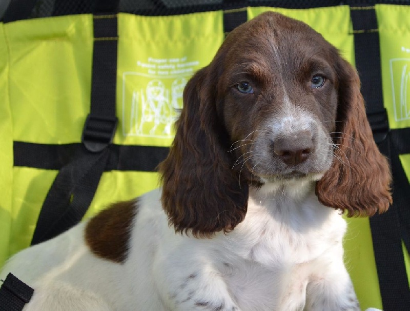 Chiot English Springer Spaniel Du Domaine Charlésien