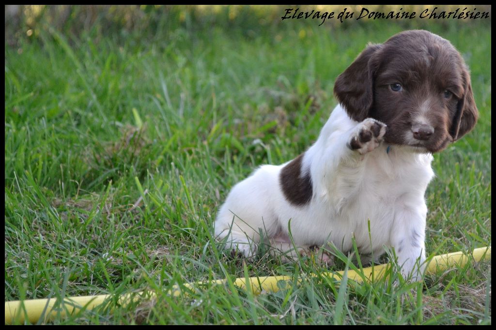 Chiot English Springer Spaniel Du Domaine Charlésien
