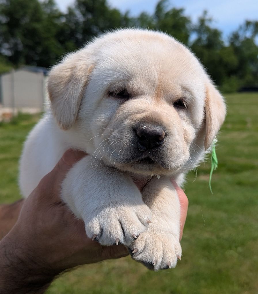 Du Domaine Charlésien - Chiots disponibles - Labrador Retriever