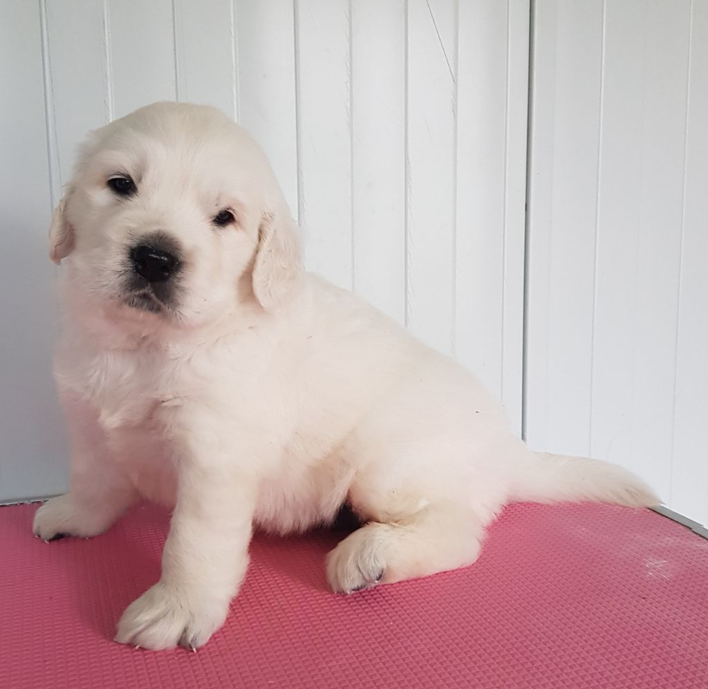 Du Domaine Charlésien - Chiots disponibles - Golden Retriever