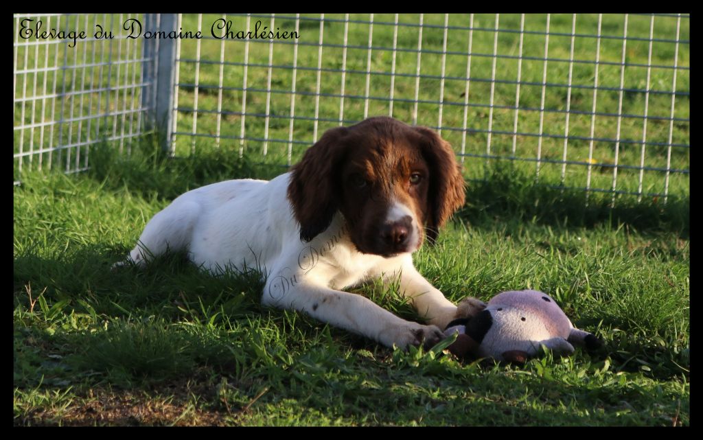 Chiot English Springer Spaniel Du Domaine Charlésien